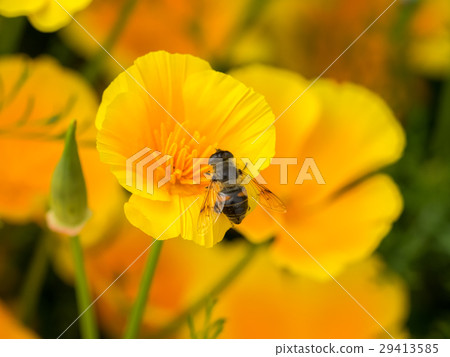 與一朵黃色花的Abuzz 29413585