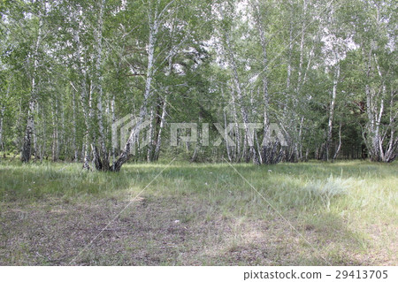 Green birch forest in a sunny day 20308 29413705