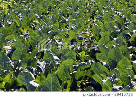 油菜 油菜 29413736