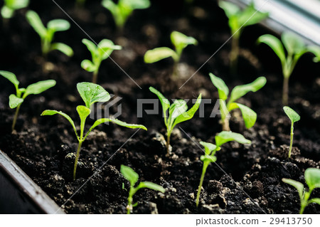 Close-up of aubergine seedlings 29413750