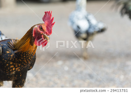 The head of the gamecock or fighting cock 29413781