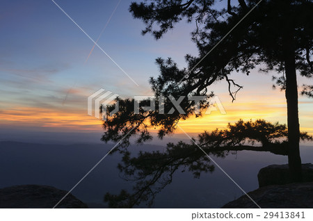 The silhouette scene of pine tree The silhouette scene of pine tree 29413841