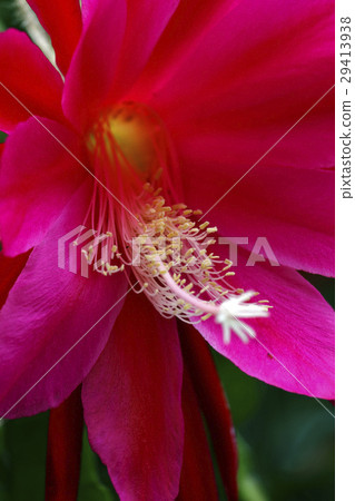 Peacock cactus 29413938