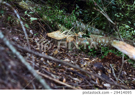 記錄石尖材料 29414095