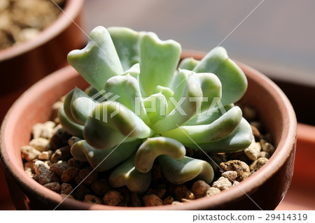 Ekebelia / Top Slender 29414319