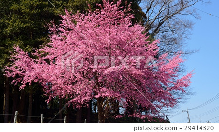 Blooming of cherry blossoms in full color 29414320