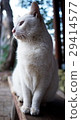Cat  29414577