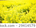 Spring 29414579