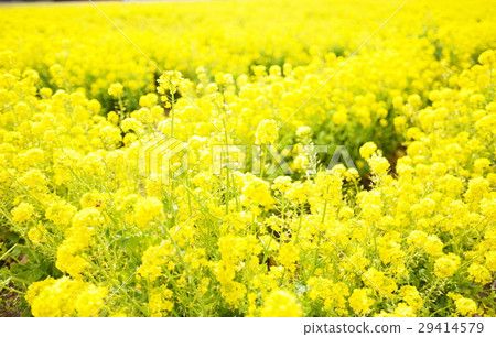 Spring Spring 29414579