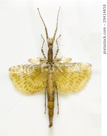 Examples locusts in Laboratory 29414658