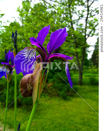 Snail on a Purple Iris Snail on a Purple Iris 29414961