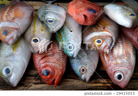 mix colorful fresh fishes 29415053