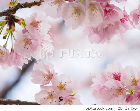 Sakura Up Sakura Up 29415450