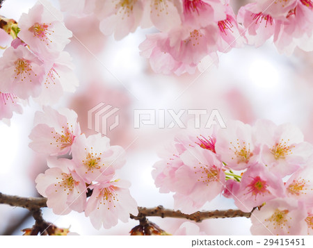 Sakura Up Sakura Up 29415451