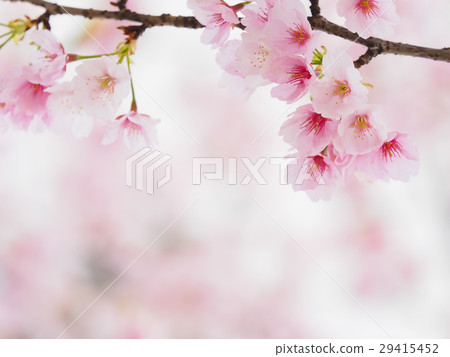Sakura Up 29415452
