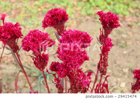 Chicken head Chicken head 29415474