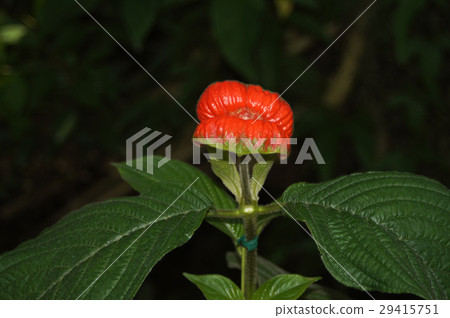 Psychotoria·peperigiana 29415751