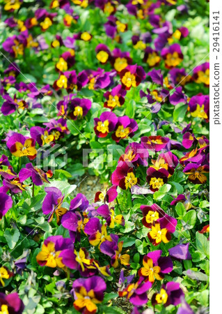 Viola's flower bed 7 29416141