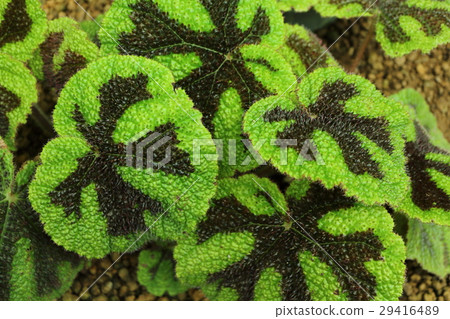 Begonia · Masoniana Begonia · Masoniana 29416489