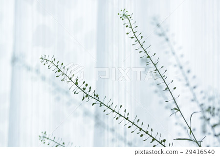 Penpenugrass 3 29416540
