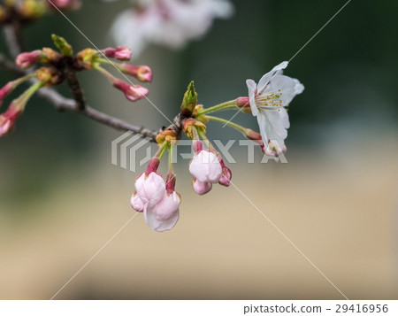 Cherry blossoms in bloom 29416956