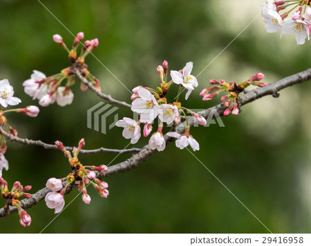 Cherry blossoms in bloom 29416958