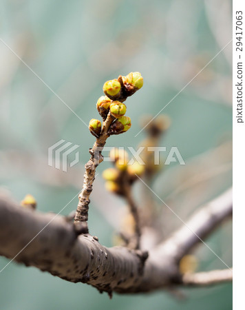Cherry buds Cherry buds 29417063