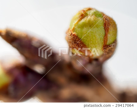 Cherry buds Cherry buds 29417064