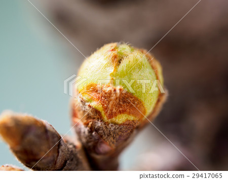 Cherry buds Cherry buds 29417065