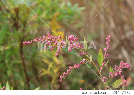 With Inita 29417122