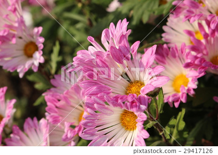 粉紅色的菊花 粉紅色的菊花 29417126