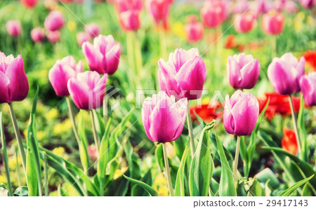 Pink tulips in the garden, retro photo filter Pink tulips in the garden, retro photo filter 29417143