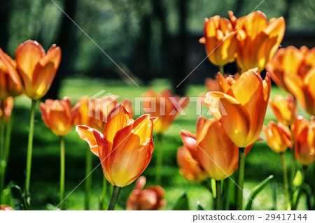 Orange tulips in the park, retro photo filter 29417144