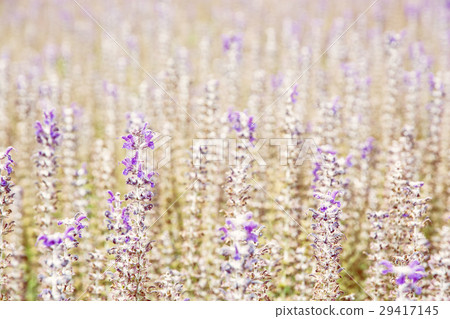 Lavender flowers in the field, yellow photo filter Lavender flowers in the field, yellow photo filter 29417145