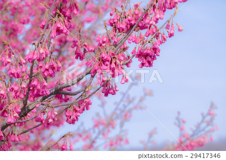 KANHIZAKURA 29417346