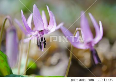 一石頭 一石頭 29417739