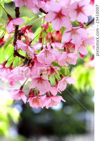 櫻花 29418007