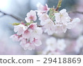 Spring has arrived 29418869