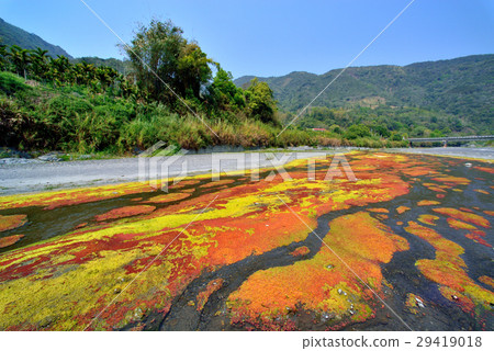 Duckweed, yellow, red, stream, plant 29419018