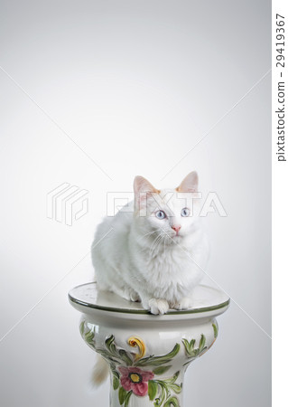 Cat staring on white Cat staring on white 29419367
