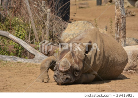 Zoos in the zoo Zoos in the zoo 29419923