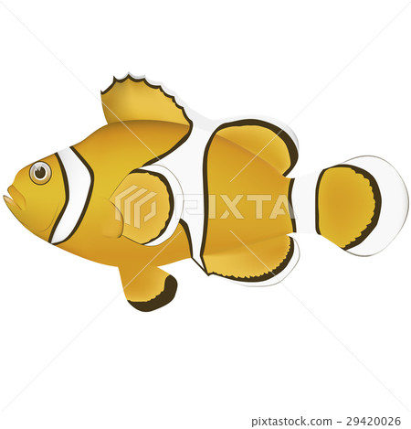 Fale clown anemonefish 29420026