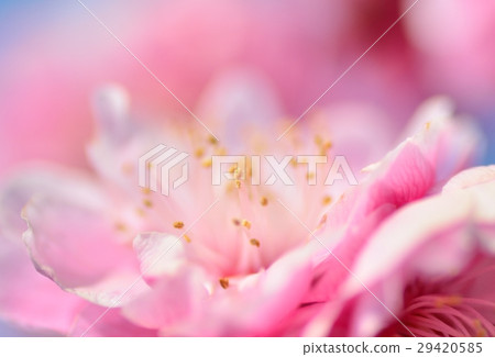 梅花1 梅花1 29420585