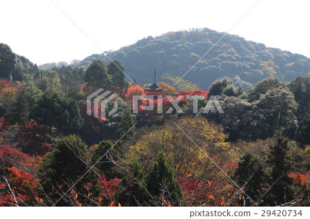 Autumn leaves 29420734