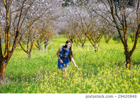 girl in blossoms tree valley and flower meadow girl in blossoms tree valley and flower meadow 29420848
