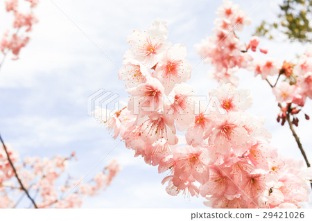 Cherry blossoms of Shiga Hatsumoisakura ① 29421026
