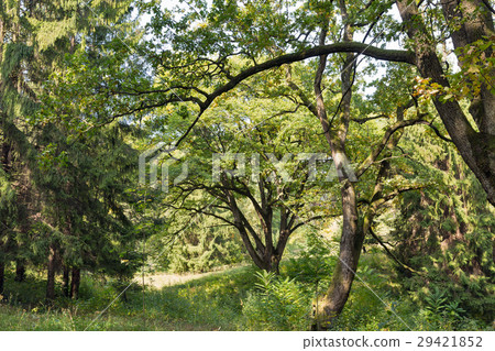Old park close to Schonborn Castle. Chynadiyovo. 29421852