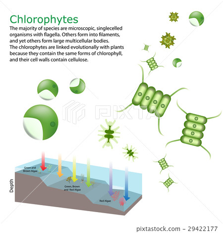 underwater Algae seaweed elements underwater Algae seaweed elements 29422177