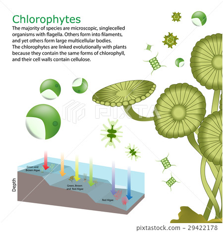 underwater Algae seaweed elements underwater Algae seaweed elements 29422178