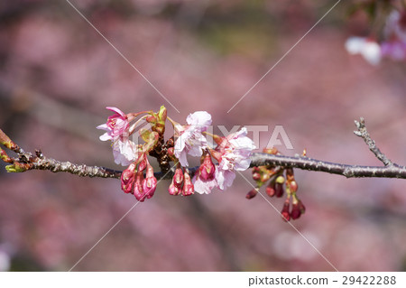 河津櫻花在早春 29422288
